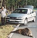 Neun von zehn Wildunfällen geschehen mit Rehwild. Der ZUsammenprall mit einem Wildschwein geschieht also recht selten. Foto: Auto-Reporter